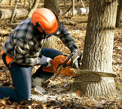 Tree Removal in Damascus, PA